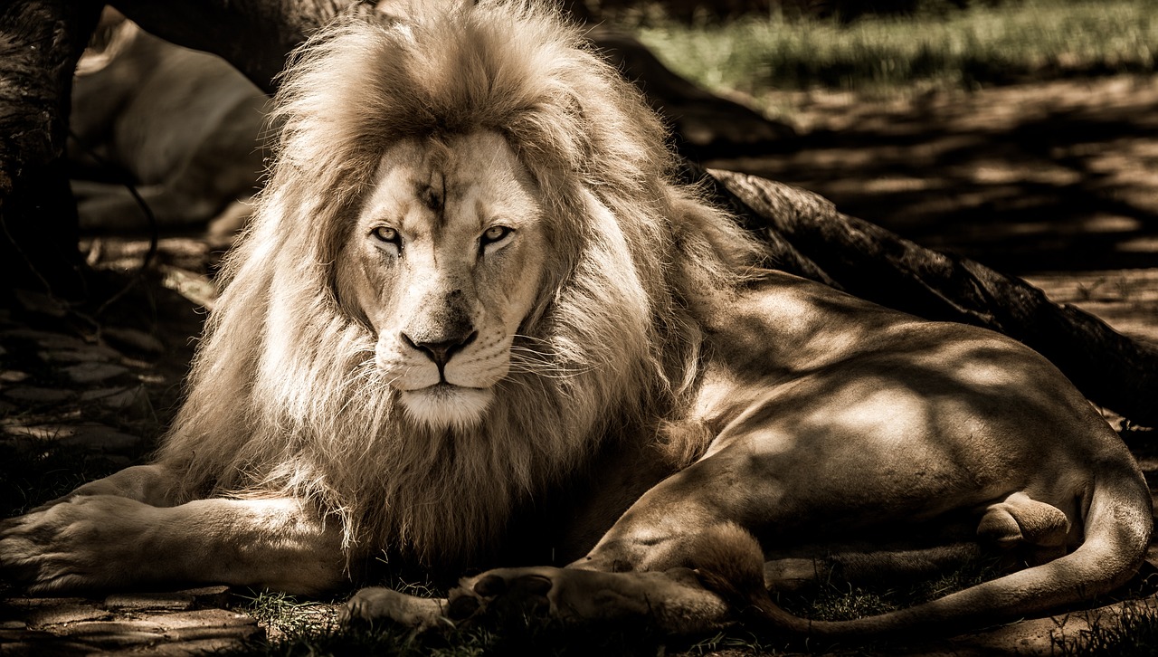 Safety Tips for Wildlife Photographers